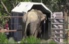 La elefanta Ramba descansará en un santuario brasileño tras años de maltrato