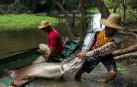 Un pez gigante del Amazonas tiene escamas que resisten a las dentelladas de las pirañas