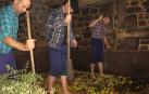 Los tres encargados de ayer de triturar la manzana esparcida en el lagar a base de golpe de mazas.