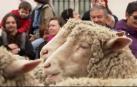 Madrid se llena de ovejas para celebrar la fiesta de la Trashumancia