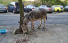 Policía Municipal de Pamplona encuentra un burro en el barrio de San Jorge