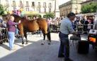 Fotos de las ferias de otoño de Tafalla 2019