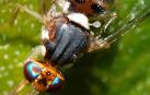 Hemos encontrado a los bichitos que se comen a la mosca que amenaza los olivos