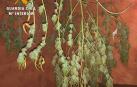 Intervenidos 3 kilos de marihuana en dos actuaciones en Azagra y Milagro
