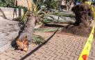Fallece una mujer tras caerle una palmera por el fuerte viento en Palma