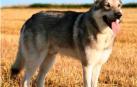 Perro lobo checoslovaco, similar al implicado en el ataque al menor