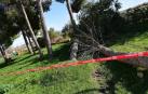 El viento derribó dos árboles en Ribaforada, en un parque tras la urbanización de la calle Campoamor.
