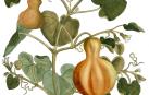 Las calabazas olvidadas