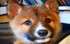 Adoptan un perro como mascota y resulta ser un lobo