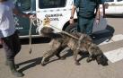 Un vecino de Arguedas, investigado por un presunto delito de maltrato animal