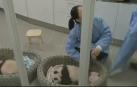 El zoo de Bélgica presenta a dos crías de panda