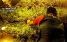 Localizado un cultivo con 253 plantas de marihuana en una vivienda de Almería