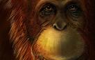 Descubren que el 'Gigantopithecus' era pariente lejano del orangután