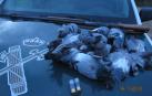 Denunciado por abatir palomas con una escopeta en Larraga
