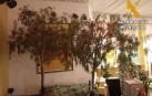Investigado en Almería por cortar árboles en la calle para decorar un salón de bodas