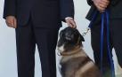 Trump condecora al perro que participó en la operación contra el líder del ISIS