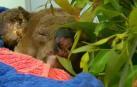 Fallece el koala rescatado durante los feroces incendios de Australia