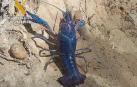 Encontrada en Cascante una especie invasora de cangrejo azul de Florida