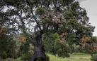 El encino de las Tres Patas de Mendaza opta a Árbol Europeo del Año