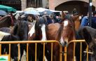 Repuntan las ventas de ganado y se quedan en su mayor parte en Navarra