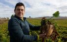 Remolacha azucarera un novedoso y 'dulce' cultivo en el agro foral