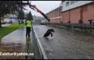 Rescatan a una yegua en el río de Leitza (Navarra)