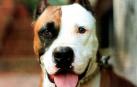 Un perro mata a otro y hiere a tres personas en Ibiza
