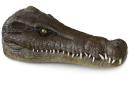 Hallado en Galve (Teruel) un cocodrilo acuático de hace 125 millones de años
