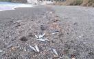 Peces muertos en la playa de El Peñón, de Salobreña (Granada).