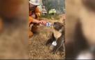 El momento en el que un bombero le ofrece agua a un koala se hace viral