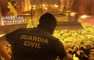 Localizado un cultivo de 114 plantas de marihuana en una vivienda ocupada de Roquetas