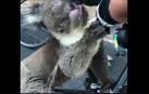 Un koala sediento reclama agua a un grupo de ciclistas en plena ola de calor en Australia