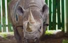 La rinoceronte "más longeva del mundo" muere a los 57 años en Tanzania