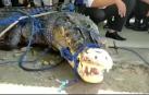 Atrapado un cocodrilo que pudo matar a cinco personas en Indonesia