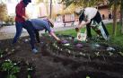 La labranza del comando borraja