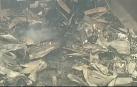 Los incendios forestales tiñen de rojo el cielo de Australia