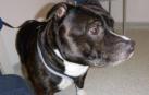 Un perro abandonado conmueve Inglaterra