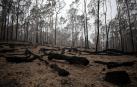Troncos de árboles quemados en un incendio de Australia.