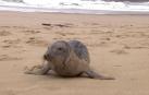 Una foca se pasea por una playa de San Sebastián
