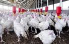 Sacrificarán 53.000 pavos en Hungría en el primer brote de gripe H5N8 desde 2017