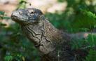 Indonesia cerrará la isla de Komodo para proteger a sus dragones autóctonos