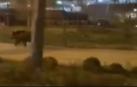 Varios jabalíes aparecen en el barrio madrileño de Las Tablas