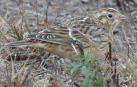 El escribano de Smith (Calcarius pictus)