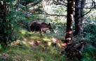 Aumenta el n&uacute;mero de osos pardos en los Pirineos