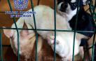 Detenidos dos veterinarios en Madrid y rescatados 270 chihuahuas mutilados