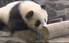 Vídeo: El zoológico de Berlín presenta al público sus dos crias de osos panda nacidos en agosto