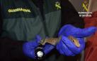 Investigan a un hombre en Valencia por tener 29 especies exóticas en casa