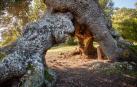 El Encino de las Tres Patas, una milenaria encina de Mendaza votada como Árbol Español de 2020, puede convertirse en el 'Árbol Europeo del Año' en una competición en la que se enfrenta a 17 ejemplares de otros tantos países europeos.