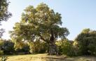El Encino de las Tres Patas, una milenaria encina de Mendaza votada como Árbol Español de 2020, puede convertirse en el 'Árbol Europeo del Año' en una competición en la que se enfrenta a 17 ejemplares de otros tantos países europeos.