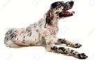 Un setter, un perro de la misma raza que la protagonista de esta historia.